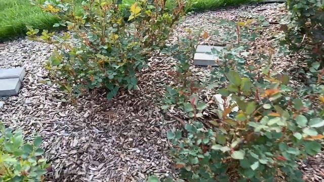 Новые грядки и отсыпка щебнем (часть2) и новинка от Д. Остина. 26.05.2023 смотреть онлайн