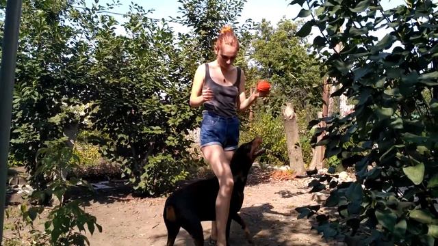 Доберман, команды, великолепная собака, послушание/ Doberman, nice dog,commands, obedience смотреть онлайн