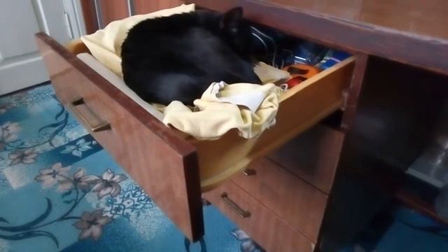 Кошка Найда, позывной "Черная Мамба" Сон в столе смотреть онлайн