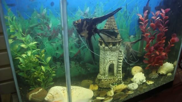 Рыбка плавает вверх брюхом. Что делать? смотреть онлайн