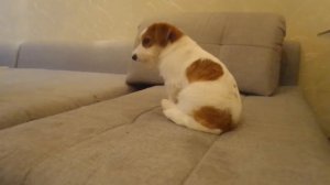 Мы купили щенка Джек Рассел терьера. Ура!