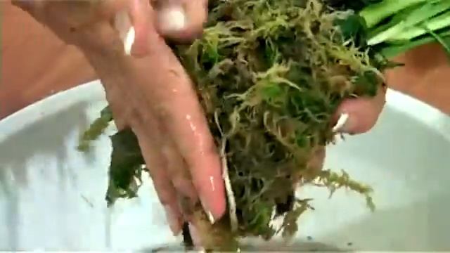 Небольшой вертикальный сад на примере фитомодуля смотреть онлайн