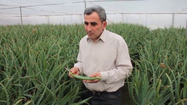 Օրական ալոեի 1 տերև ու դուք հրաժեշտ կտաք հիվանդությունների