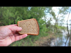 Какая рыба обожает хлеб? Какая рыба ловится на хлеб лучше всего? Можно ли поймать щуку на хлеб?