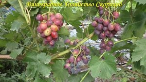 Виноград 2023. Виконт - великолепный вкус