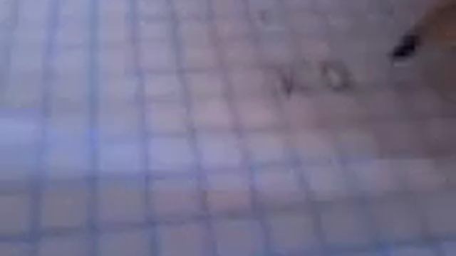 Рисунок серо белого кота смотреть онлайн