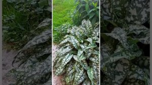 медуница садовая (сахарная)