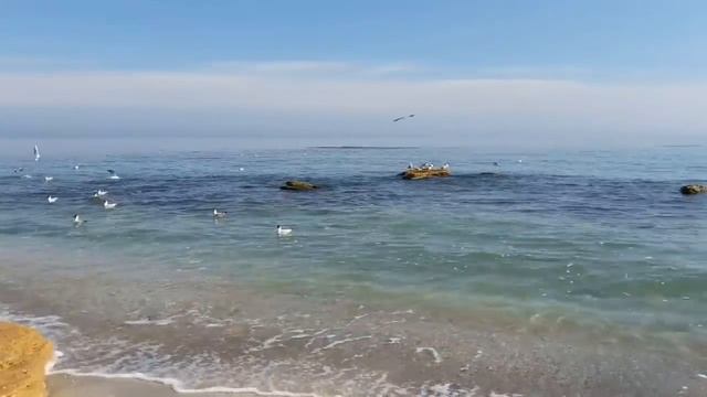 Звуки моря. Крики чаек. Спокойствие и умиротворение