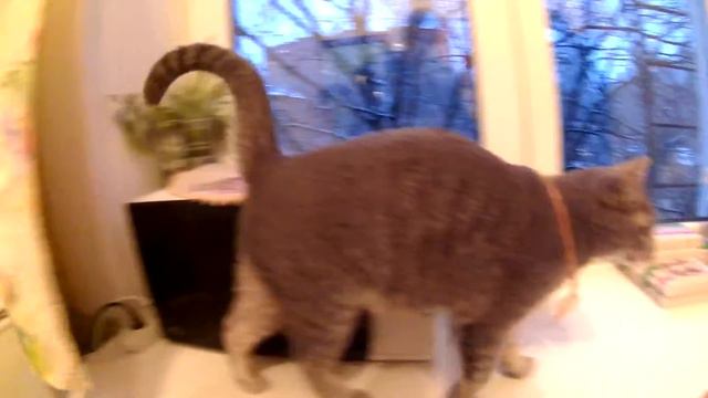 Обратно в Сочи? Сдача комнаты. Гатчинский полумарафон. Аквариум в ТЦ Океания смотреть онлайн