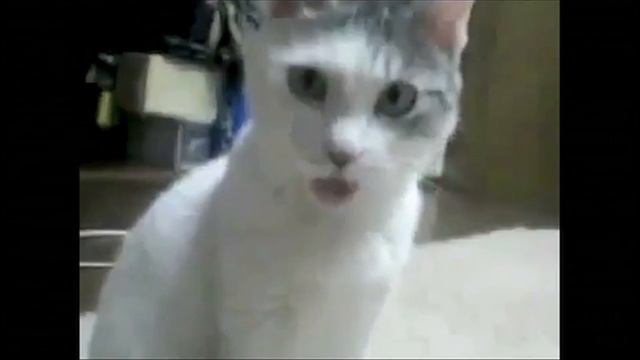 Кот с закрытым ртом мем The OMG Cat sees Zend Server Code Tracing for the first time - смотреть видео он