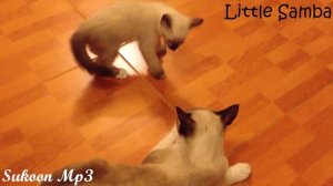 Little Samba/Cute Pet Music/Copyright Free Music/Sukkon Mp3