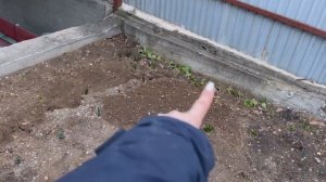 🌷🌷🌷Тюльпаны после выгонки(высаживаем)/ первые ростки 🌱