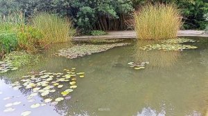 Адлер Дендропарк Южные культуры, ч. 2 // Adler Arboretum Southern cultures, part 2
