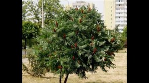 #Спирея #Стефанандра #Сумах оленерогий #Тамариск Декоративные кустарники47 Декоративные растения