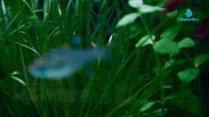 Аквариумные удобрения Water Sci "Для осмоса". Часть 1.