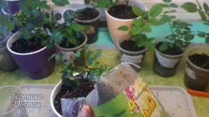 Почему я не использую керамзит при выращивании растений? Возможные плюсы и минусы.