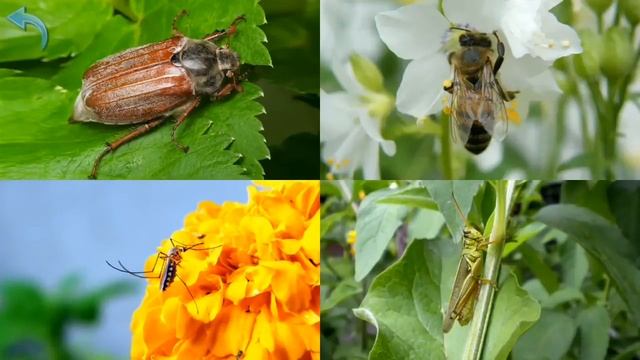 Карточки Домана Часть 5 Насекомые