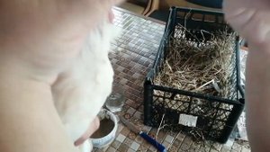 Лечим синусит у курицы.