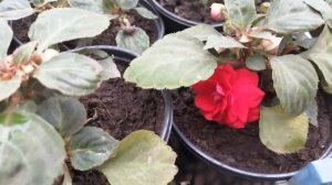 Махровый БАЛЬЗАМИН УОЛЛЕРА зацвел?!