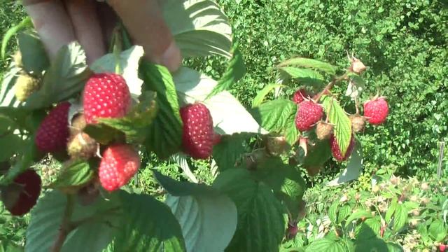 Батькив Сад. Малина Polka смотреть онлайн