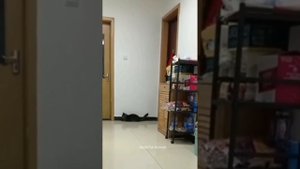 Забавные животные №15