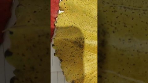 Пластиды растений. Хлоропласты, хромопласты,лейкопласты.