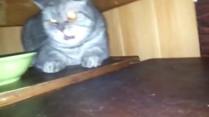 Хрюкающий Бешеный Кот