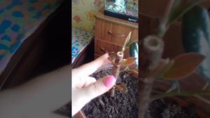Обрезка фикуса (прошел месяц)