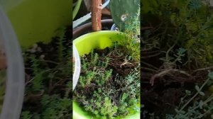 Время сажать! ???Посадка новых молодил.