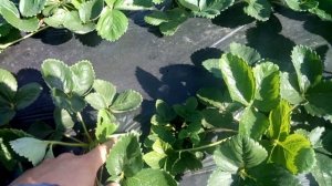 клубника просто о сложном . маточник 1