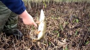 Щука на Карповке. Серия 2.