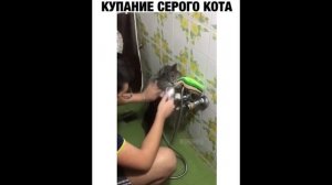 ПРИКОЛ - купание серого кота