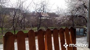 Весна в Армении. Цветёт абрикос. Мой двор.