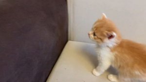 котёнок пушистый рыжий