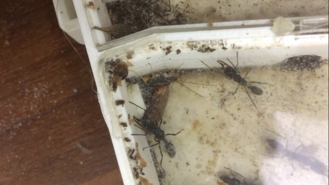 ЛОМЕХУЗА часть 2 (что стало с моей колонией муравьёв)Чужак у венаторов. смотреть онлайн