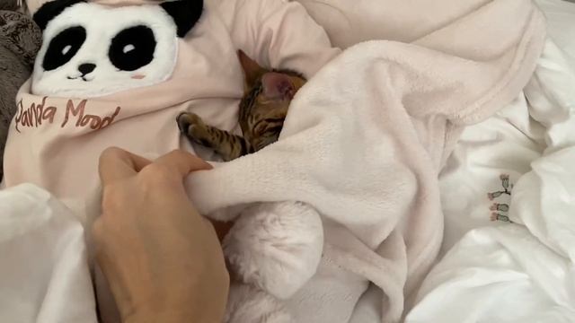 Alice has a new CAT ?! Cindy kitten sleeps sweetly смотреть онлайн