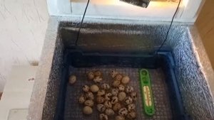 Инкубатор для перепелиных яиц