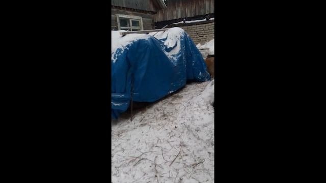 Привезли сено | рулоны сена по 500 кг | Сколько сена нужно корове на зиму|||