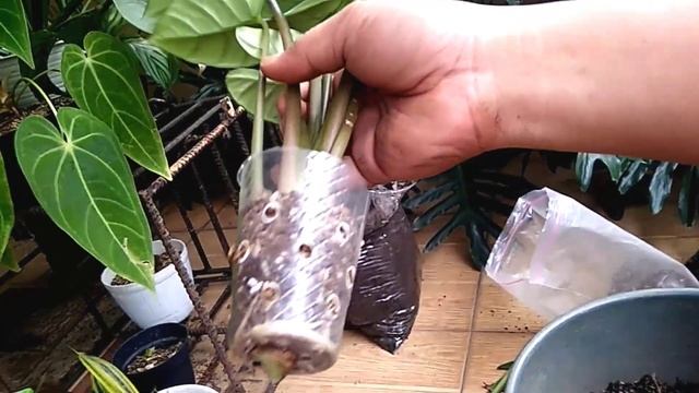 Tips mencacah tanaman alocasia Bisma смотреть онлайн