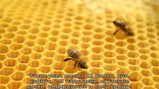 Двухматочное содержание пчел смотреть онлайн