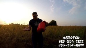 Семена озимого рапса Маркус?Норма высева озимого рапса ?Урожай 40 ц/га ☎️??☎️095-352-6822