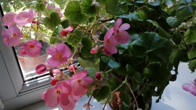 Бегония Глоар де Лоррен. Ампельная бегония - розовый водопад.