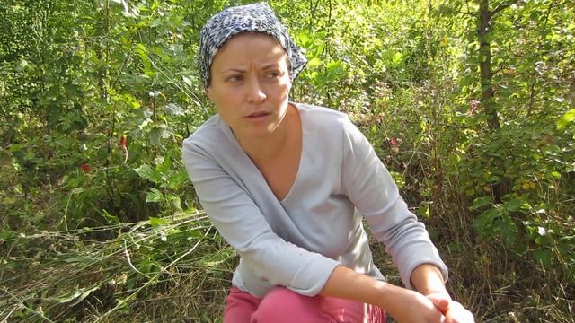 Наш травник Цикорий Крысиный корень. Когда и что собирать, кратко смотреть онлайн