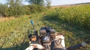 Суданка, второй укос. мотоблоком Нева МБ 2К.