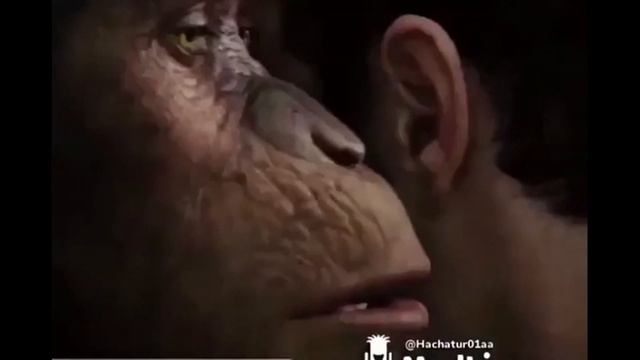 Мем обезьяна говорит человеку на ухо. Обезьяна шепчет на ухо. Обезьяна шепчет на ухо. Цезарь планета обезьян мем. Обезьяна шепчет на ухо видео.