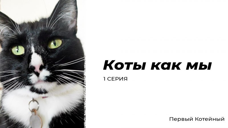 Коты как мы — 1 серия