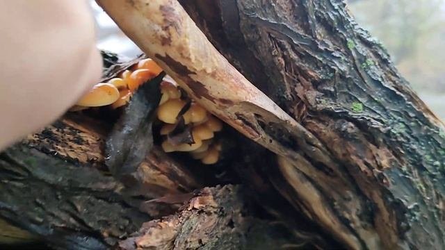 А вы видели как растут осенние опята?