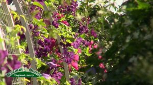 Посадка клематисов без посадочной ямы, заглубление, подкормки, два яруса корней