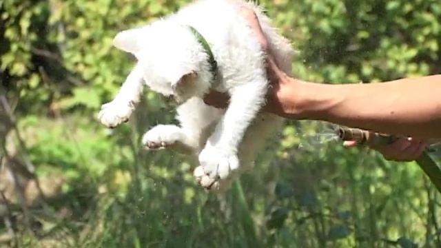 Котофей Котофеевич