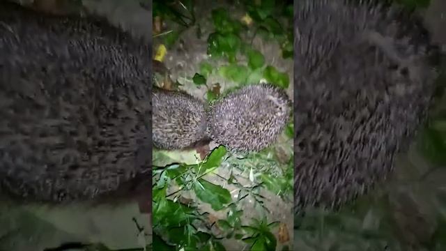 Ежи. Бой без правил. Второй раунд смотреть онлайн